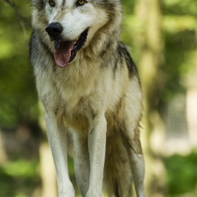 Wolf, Forschungszentrum Ernstbrunn, 2014